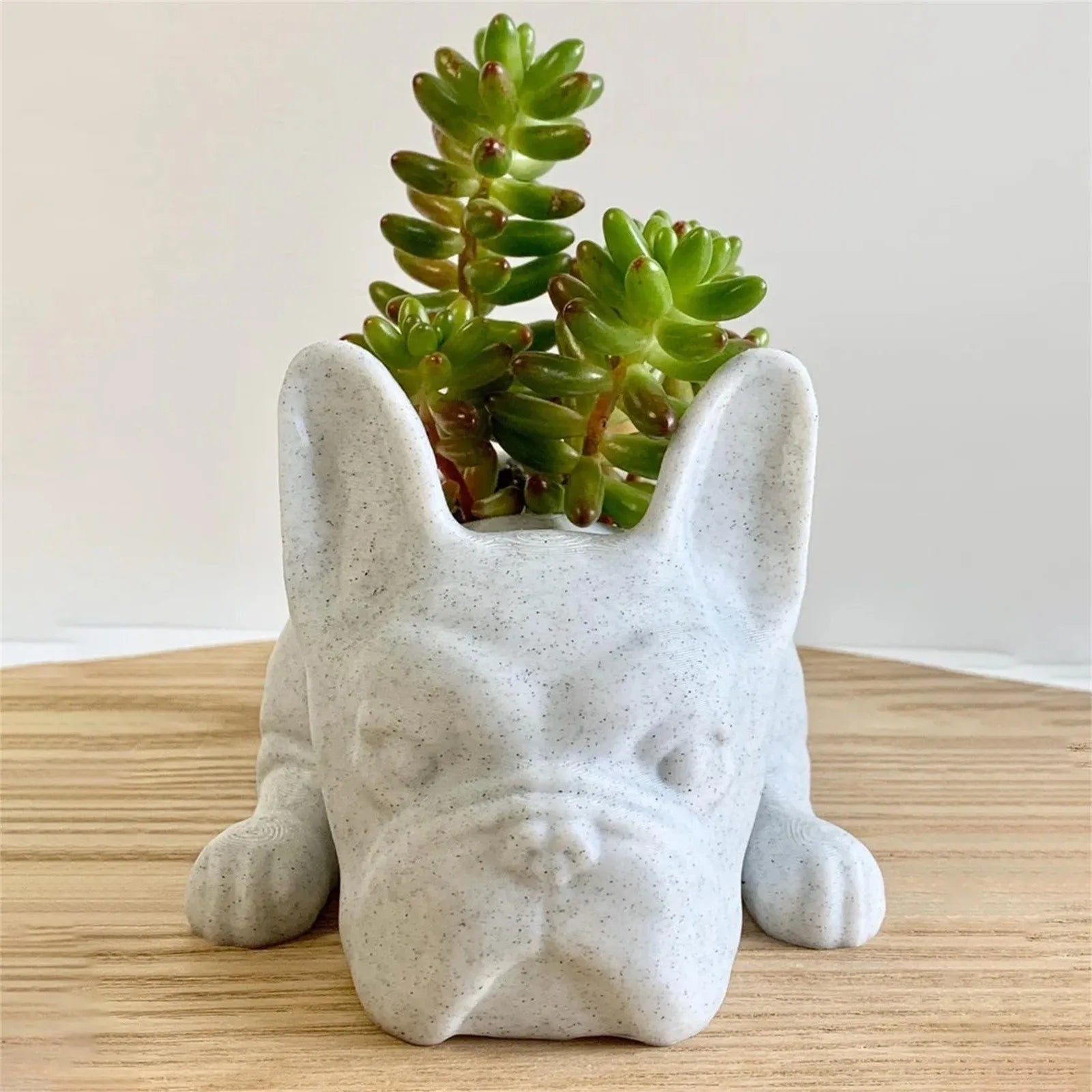 Beton-Blumentopf in Form eines liegenden Hundes mit Sukkulente, dekorativer Pflanzbehälter.