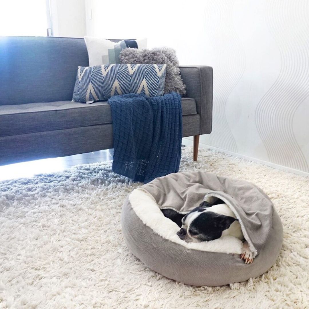 Hund schläft in grauem Hundebett auf weißem Teppich vor grauem Sofa mit blauen Kissen.