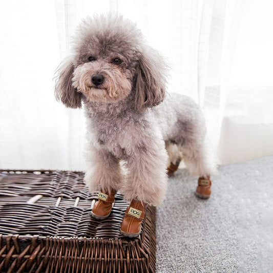 Grauer Pudel mit braunen Hundeschuhen auf Korb, Haustiermode, Hundebekleidung, niedlich.