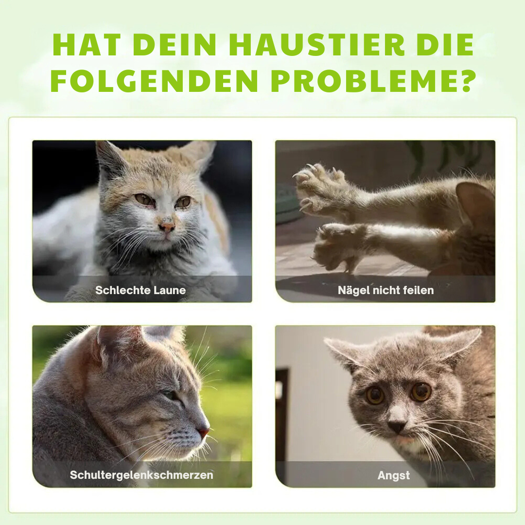 Vier Katzenbilder mit Problemen: schlechte Laune, Nägel nicht feilen, Schultergelenkschmerzen, Angst.