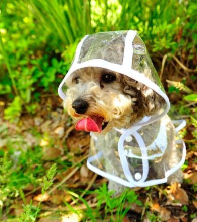 Kleiner Hund im transparenten Regenmantel im Grünen, niedlich, Haustiermode, Outdoor-Bekleidung.