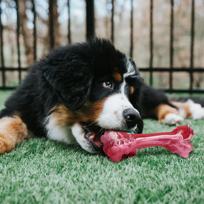 Berner Sennenhund-Welpe mit rotem Kauspielzeug auf grünem Rasen.