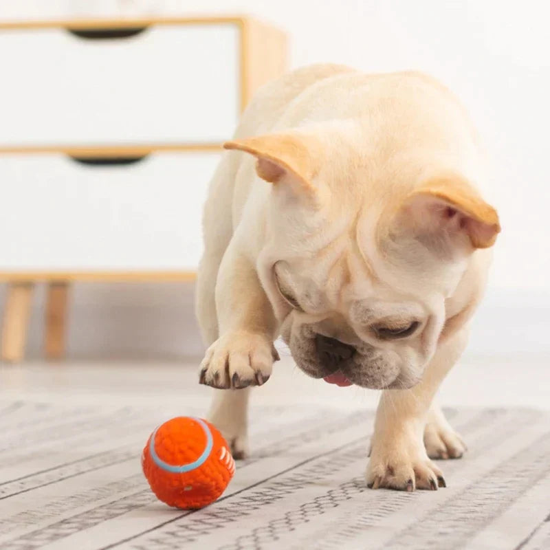 Französische Bulldogge spielt mit orangefarbenem Latexball, Hundespielzeug, rutschfest, langlebig.