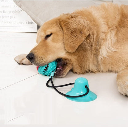 Golden Retriever spielt mit blauem Hundespielzeug, interaktives Kauspielzeug, Zahnpflege.