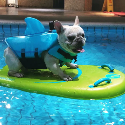 Französische Bulldogge mit blauer Hundeschwimmweste auf grünem Surfbrett im Pool.