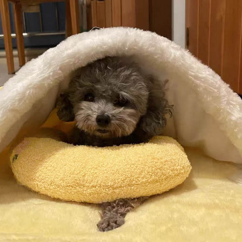 Kleiner grauer Hund unter weißer Decke auf gelbem Kissen, gemütlich und entspannt.