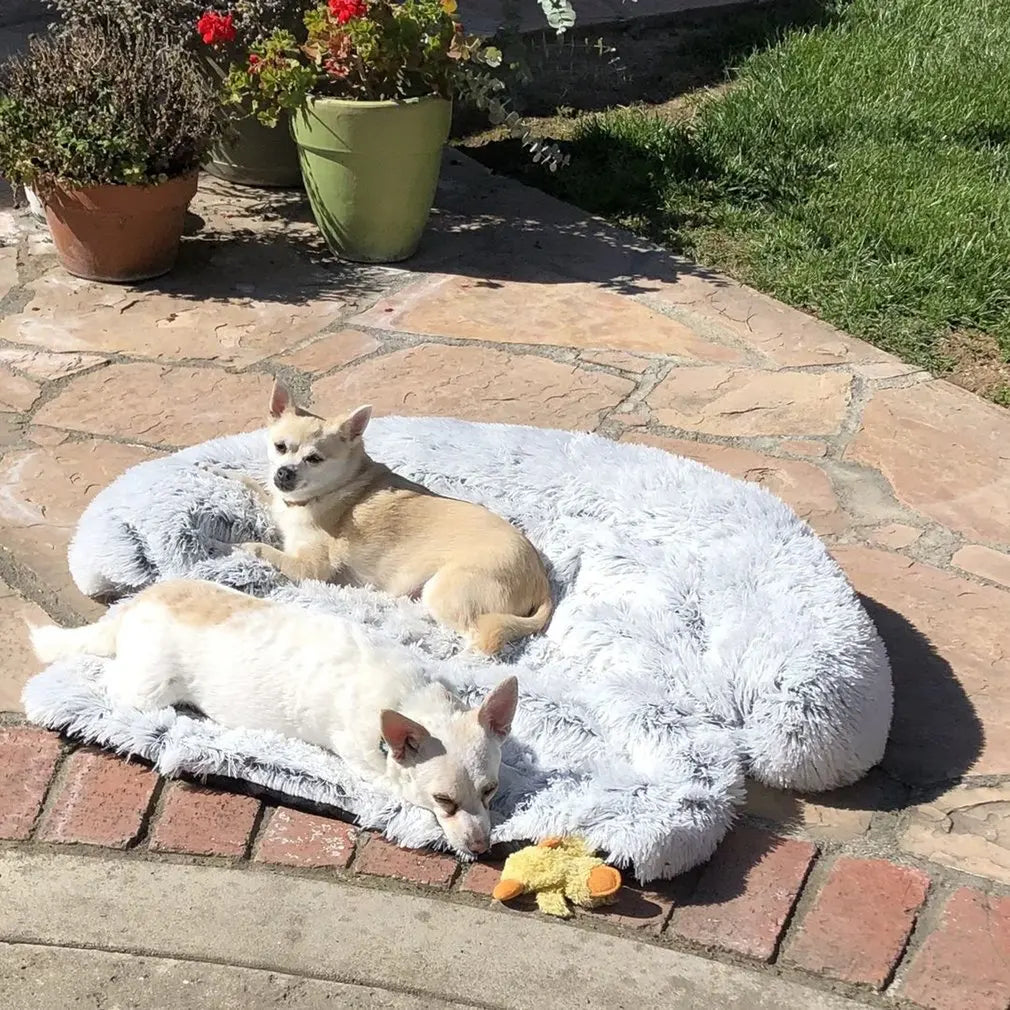 Zwei kleine Hunde auf grauem, flauschigem Hundebett im Garten, umgeben von Pflanzen.