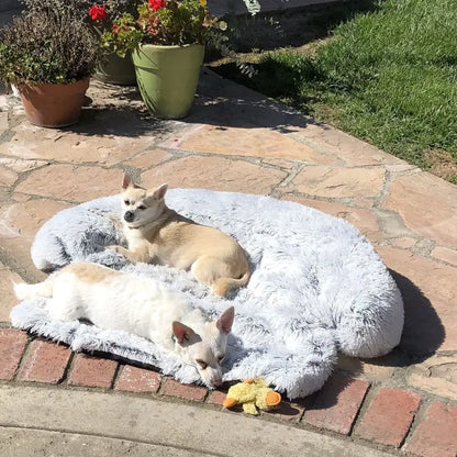 Zwei kleine Hunde auf grauem, flauschigem Hundebett im Garten, umgeben von Pflanzen.
