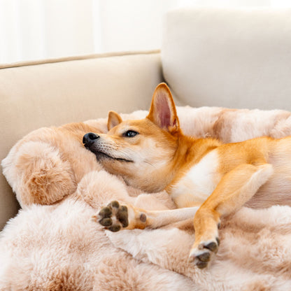 Hund auf weichem, beigem Plüschbett, entspannt liegend, gemütliches Haustierbett, Wohnzimmer.