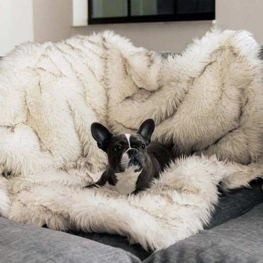 Französische Bulldogge auf weißem Kunstfell-Überwurf auf grauem Sofa, gemütliches Wohnzimmer.