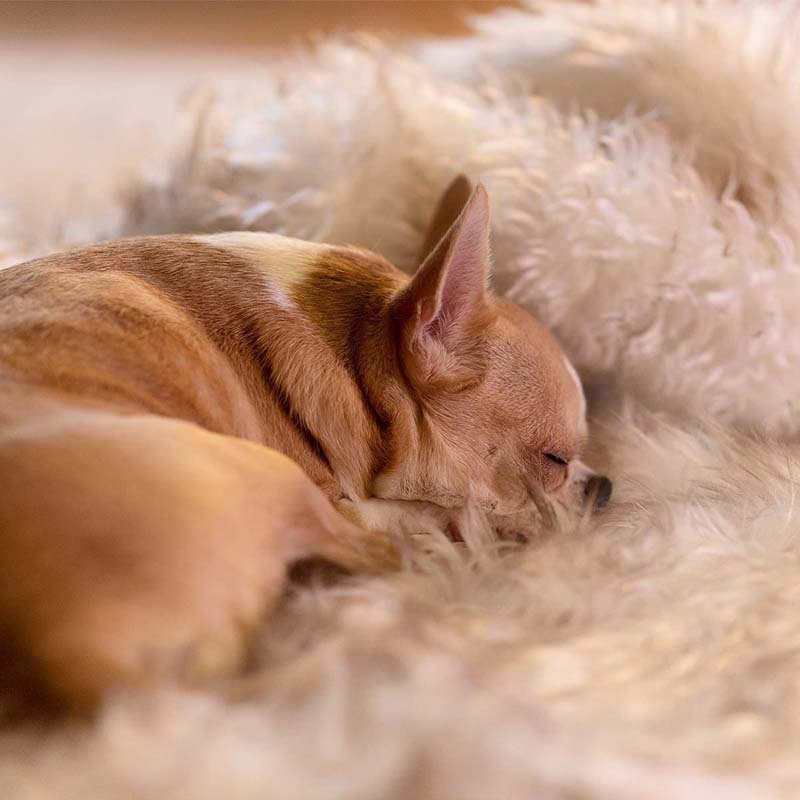 Schlafender Chihuahua auf weichem, beigem Fellteppich, gemütlich, Haustier, Entspannung.
