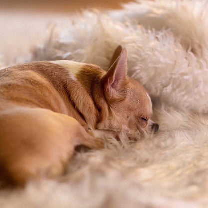 Schlafender Chihuahua auf weichem, beigem Fellteppich, gemütlich, Haustier, Entspannung.