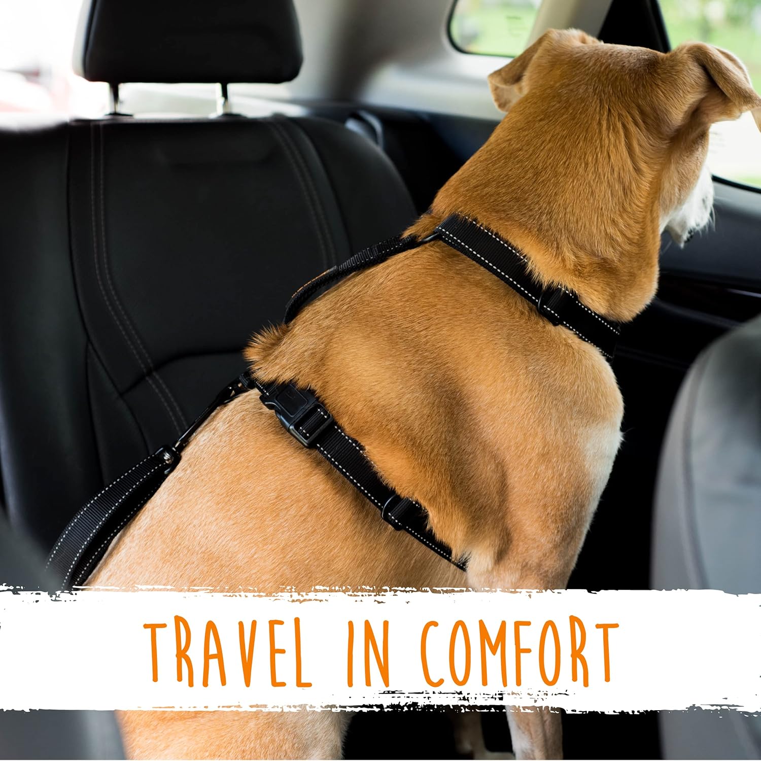 Hund im Auto mit schwarzem Sicherheitsgurt, bequemes Reisen, Haustierzubehör, Rücksitz.