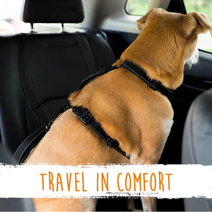Hund im Auto mit schwarzem Sicherheitsgurt, bequemes Reisen, Haustierzubehör, Rücksitz.