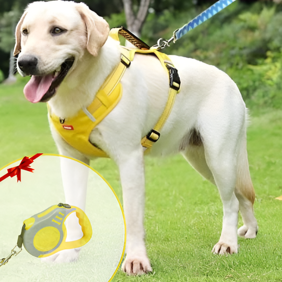 Gelber Hundegeschirr mit Leine, Labrador, robustes Nylon, Spaziergang im Park, Haustierzubehör.
