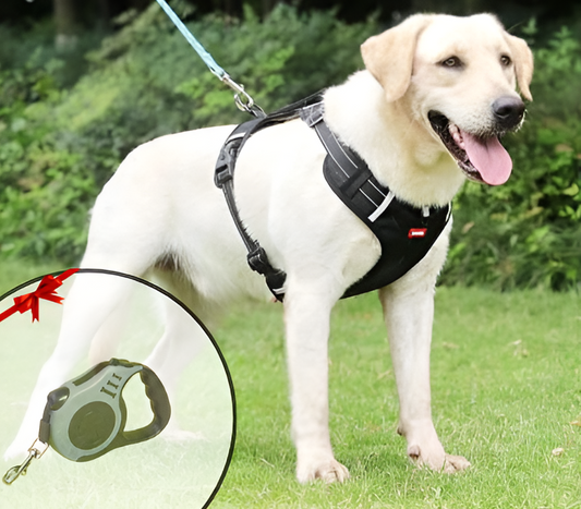 Labrador mit schwarzem Hundegeschirr und Flexi-Rollleine im Grünen.