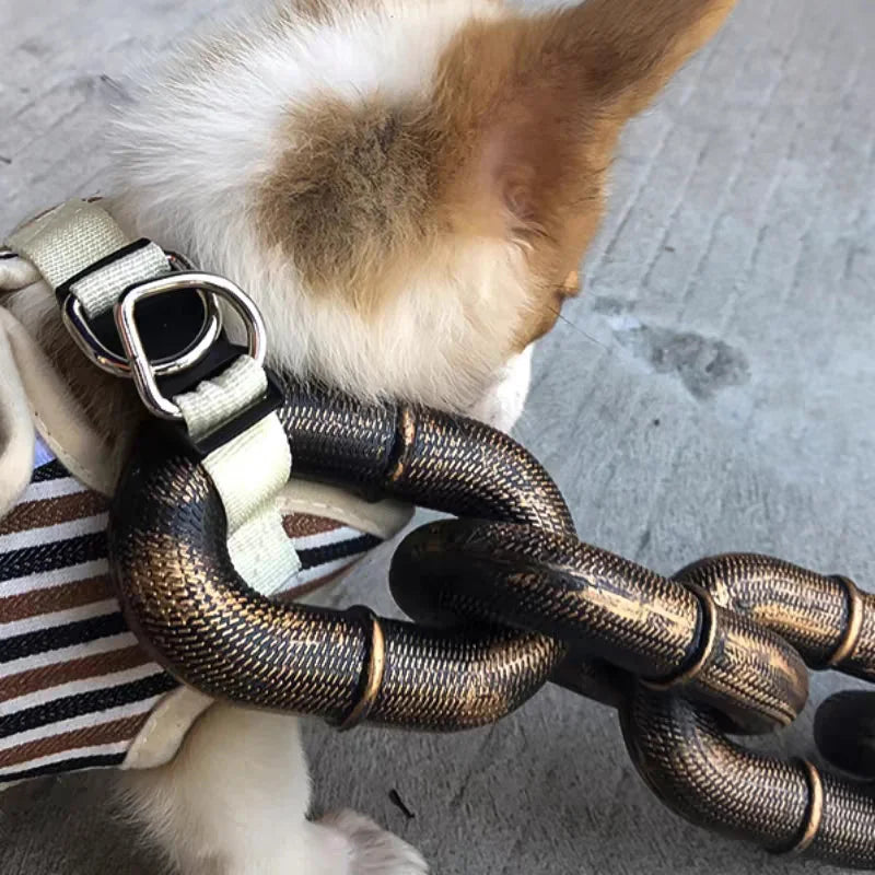 Kleiner Hund mit gestreiftem Geschirr und großer Metallkette auf Betonboden.
