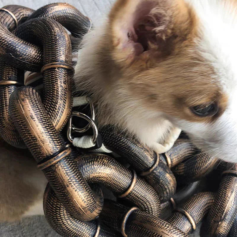 Hund mit robustem, bronzefarbenem Kettenhalsband, Nahaufnahme, Haustierzubehör, modisch.