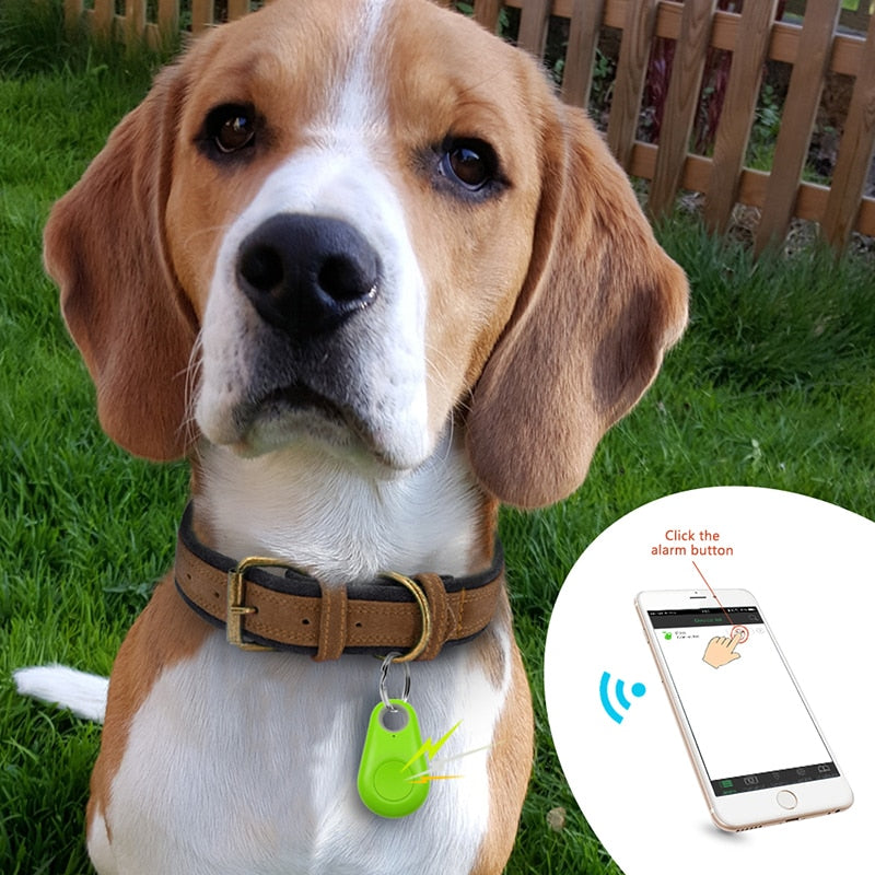 Beagle-Hund mit grünem GPS-Tracker am Halsband im Garten, Smartphone-App zur Ortung.