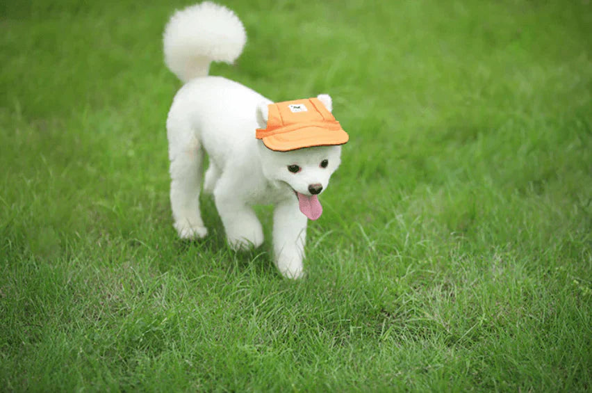 Weißer Hund mit orangefarbenem Hut auf grünem Rasen, süßes Haustier, Sommermode für Hunde.