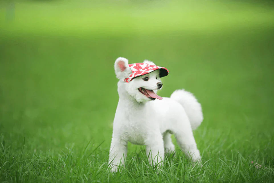 Weißer Hund mit rotem Hut auf grünem Gras, Haustiermode, Sommeraccessoire für Hunde.