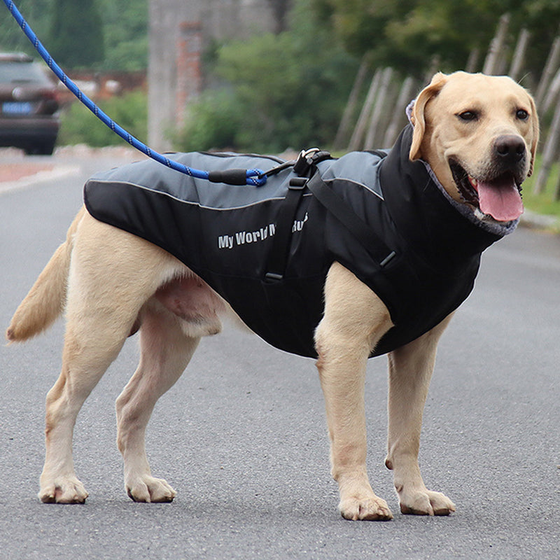 Labrador mit schwarzer Hundejacke und blauer Leine auf Straße, Outdoor-Hundebekleidung.
