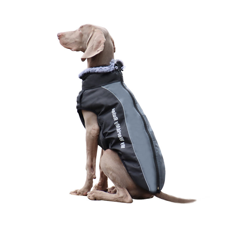 Hund in schwarzem Wintermantel mit Fellkragen, reflektierende Streifen, Outdoor-Bekleidung.