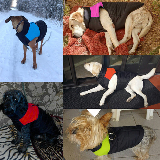 Hunde in Wintermänteln, verschiedene Farben, Outdoor, warm, wasserdicht, Haustierbekleidung.