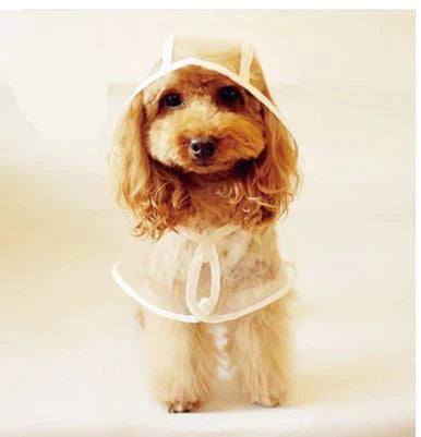 Kleiner Hund im transparenten Regenmantel, niedlich, Haustiermode, Hundebekleidung, Accessoires.