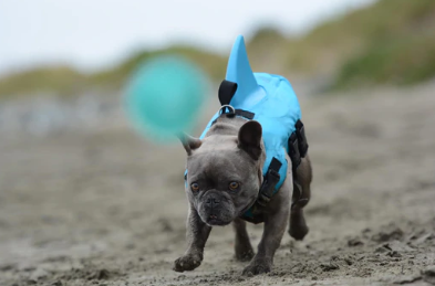 Französische Bulldogge mit blauer Hundeschwimmweste und Haiflosse am Strand.