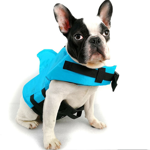 Französische Bulldogge in blauem Hundeschwimmweste, Sicherheitsweste für Haustiere.