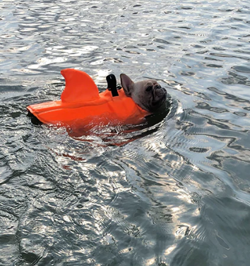 Französische Bulldogge mit oranger Hundeschwimmweste im Wasser, Haiflossen-Design.