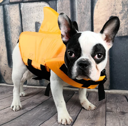 Französische Bulldogge mit orangefarbener Hundeschwimmweste, Sicherheitsausrüstung.