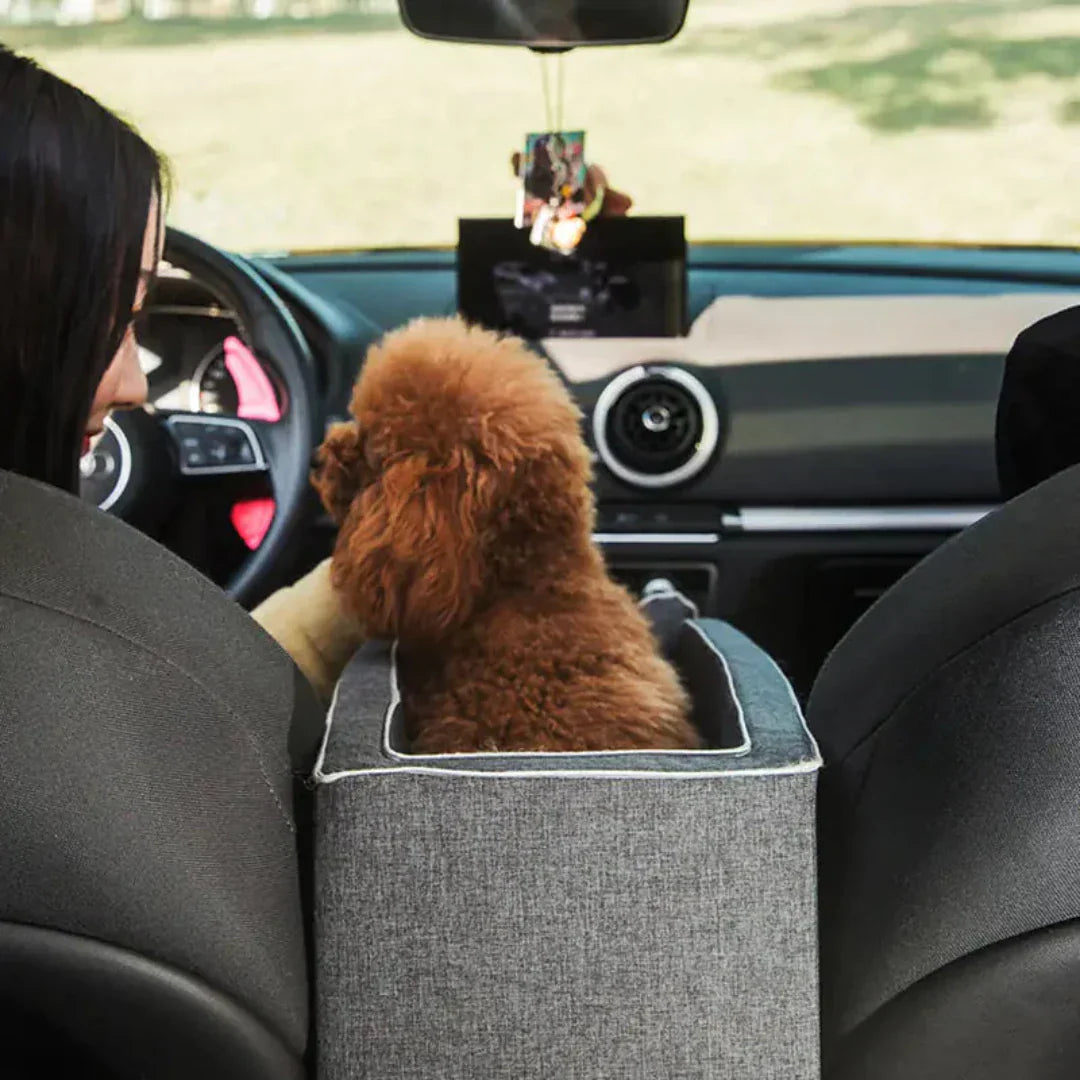 Frau mit braunem Pudel in grauer Hundebox im Auto, Rücksitz, Haustiertransport, Autofahrt.