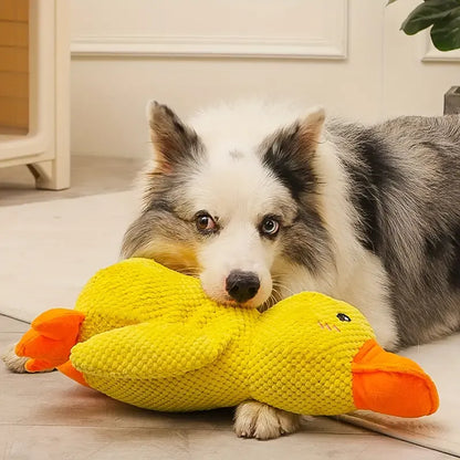 Hund mit gelbem Plüsch-Entenspielzeug, Border Collie, Haustierbedarf, Kauspielzeug.