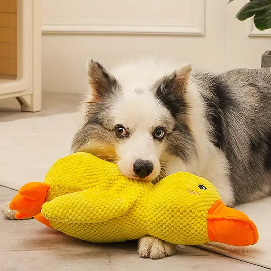 Hund mit gelbem Plüsch-Entenspielzeug, Border Collie, Haustierbedarf, Kauspielzeug.