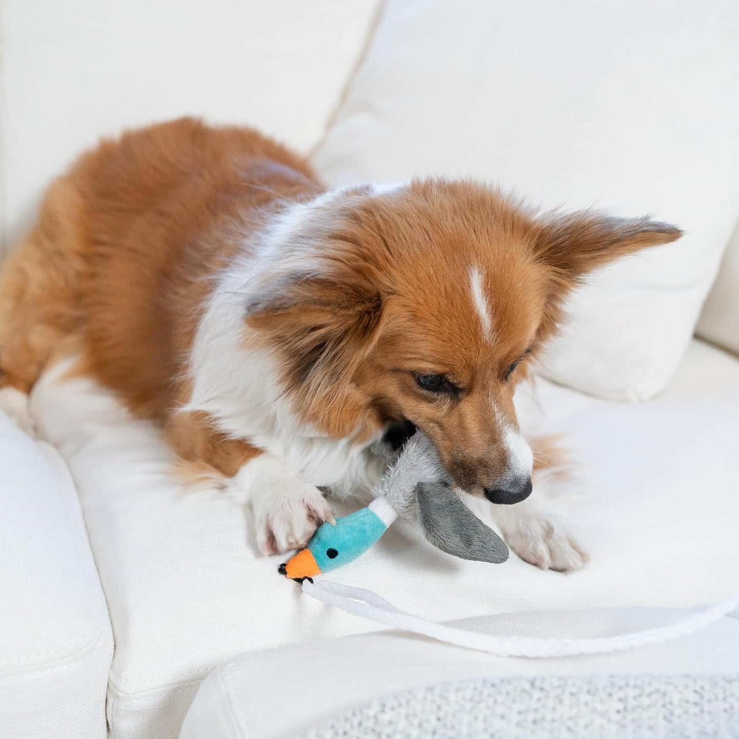Hund spielt mit Plüschspielzeug Ente auf weißem Sofa, interaktives Hundespielzeug, braun-weiß.