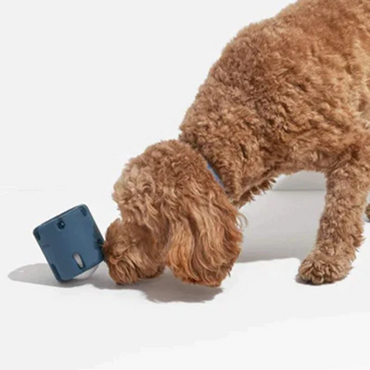 Brauner Hund spielt mit blauem interaktivem Spielzeug auf weißem Hintergrund.