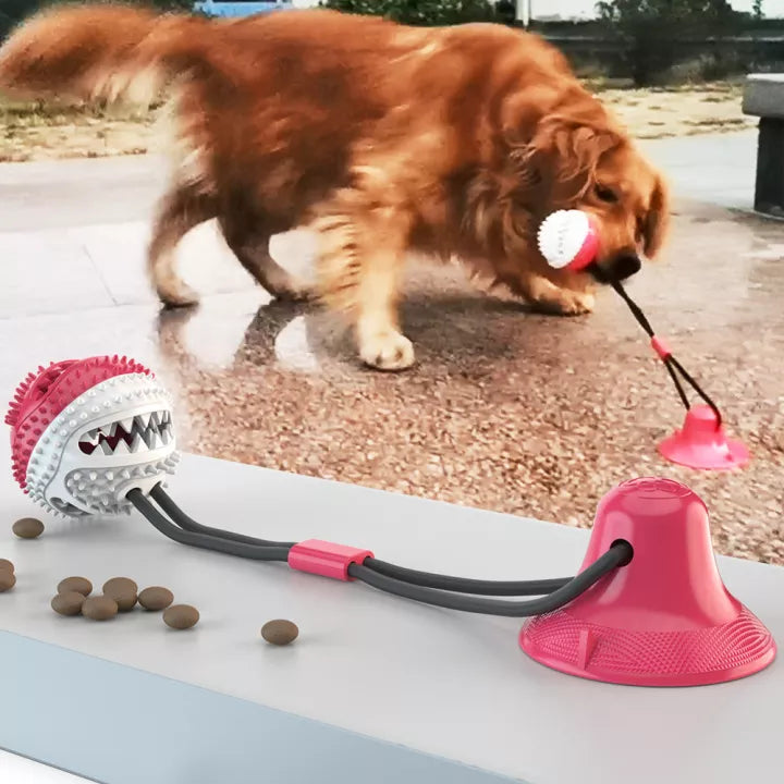 Hund spielt mit rotem interaktivem Hundespielzeug, Saugnapf, Beißball, robust, langlebig.