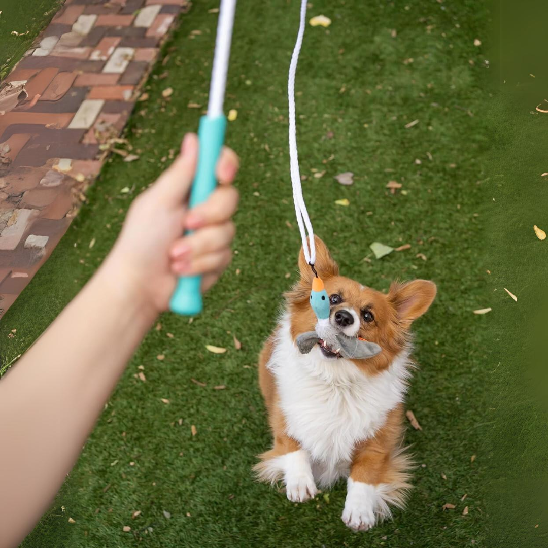 Person hält Hundespielzeug, Corgi springt auf grünem Rasen, interaktives Spielen, Haustierbedarf.