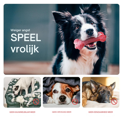 Hund mit rosa Kauspielzeug, Border Collie, spielerisch, glücklich, Haustierbedarf, Hundezubehör