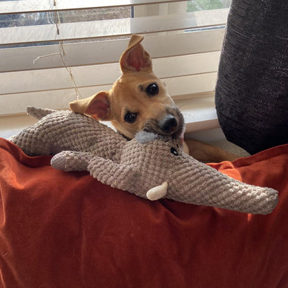 Hund mit Plüschspielzeug auf rotem Kissen, braunes Fell, entspannte Atmosphäre, Fenster im Hintergrund.