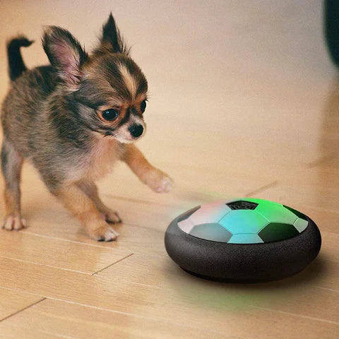Chihuahua-Welpe spielt mit leuchtendem, schwebendem Ballspielzeug auf Holzboden.