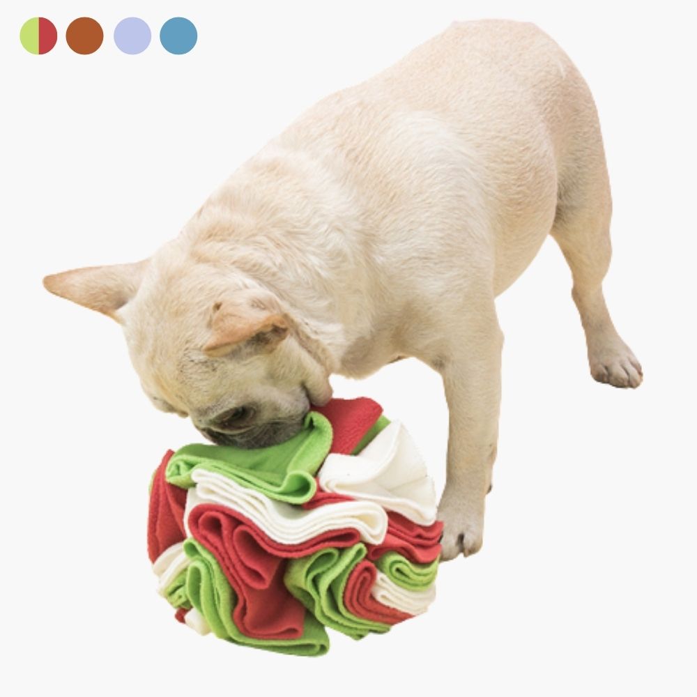 Beigefarbener Hund spielt mit buntem Schnüffelteppich-Ball aus Stoff.