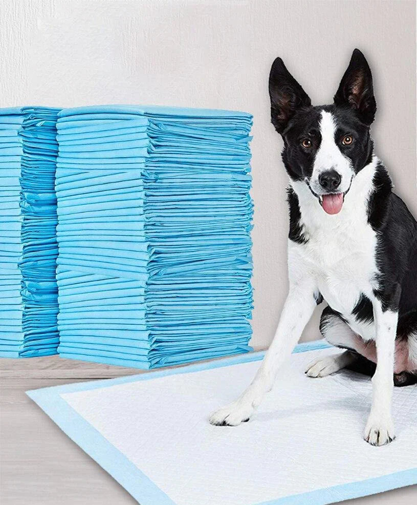 Hund sitzt auf blauer Hundewindel, großer Stapel im Hintergrund, saugfähige Trainingsunterlage.