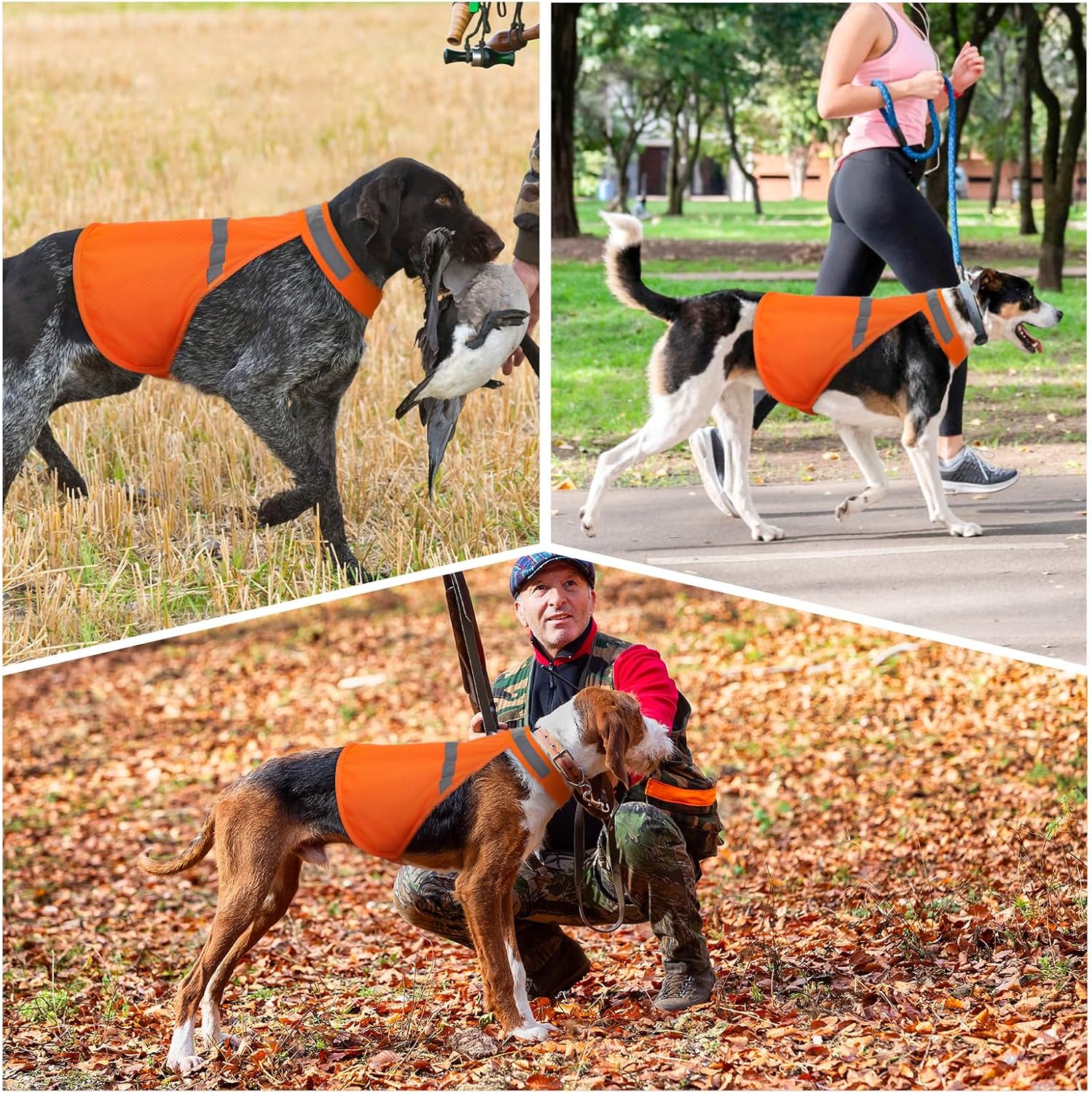 Jagdhund mit orangefarbener Sicherheitsweste im Feld und Park, reflektierend, Outdoor-Aktivität.