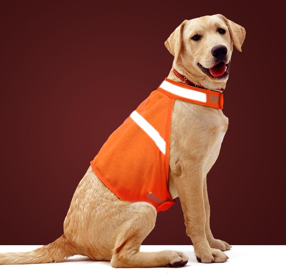 Labrador in orangefarbener reflektierender Hundeweste, Sicherheitskleidung für Hunde.