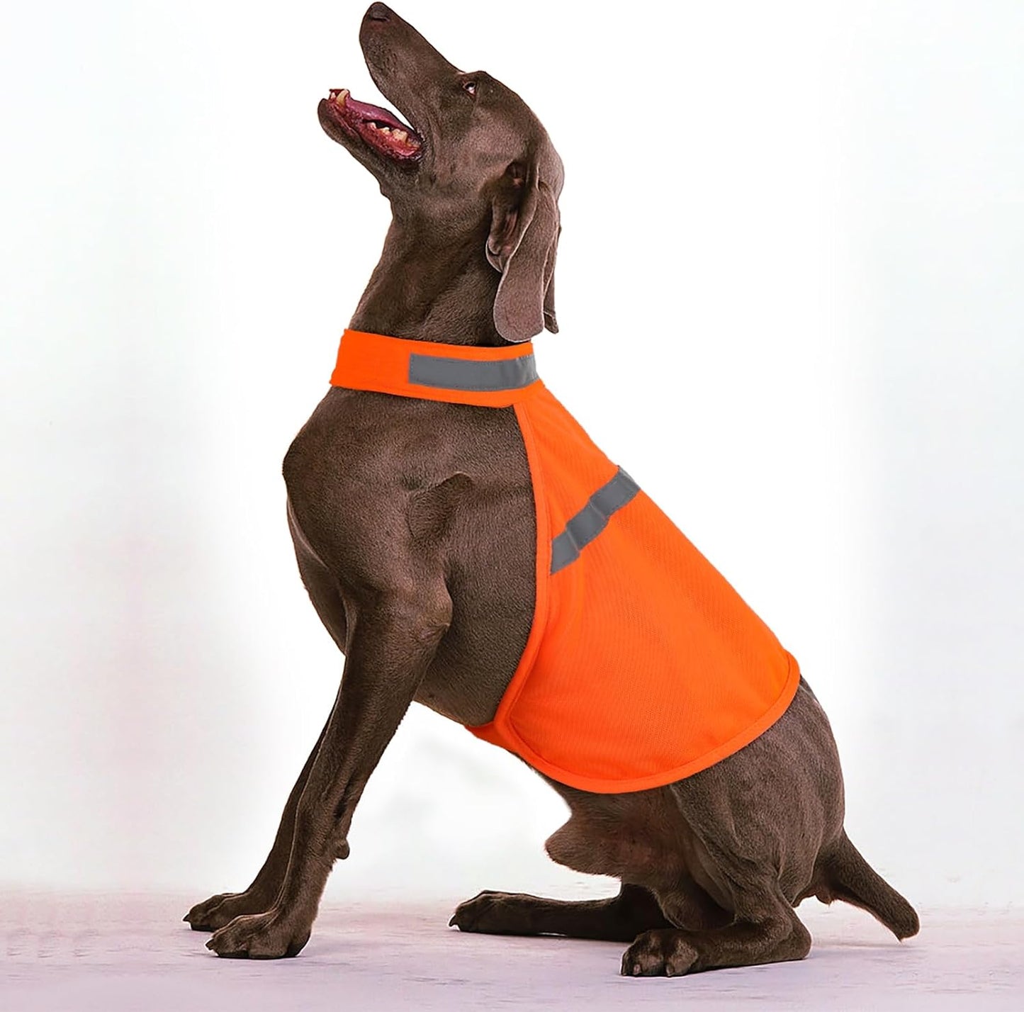 Hund mit orangefarbener Sicherheitsweste, reflektierend, für Outdoor-Aktivitäten.