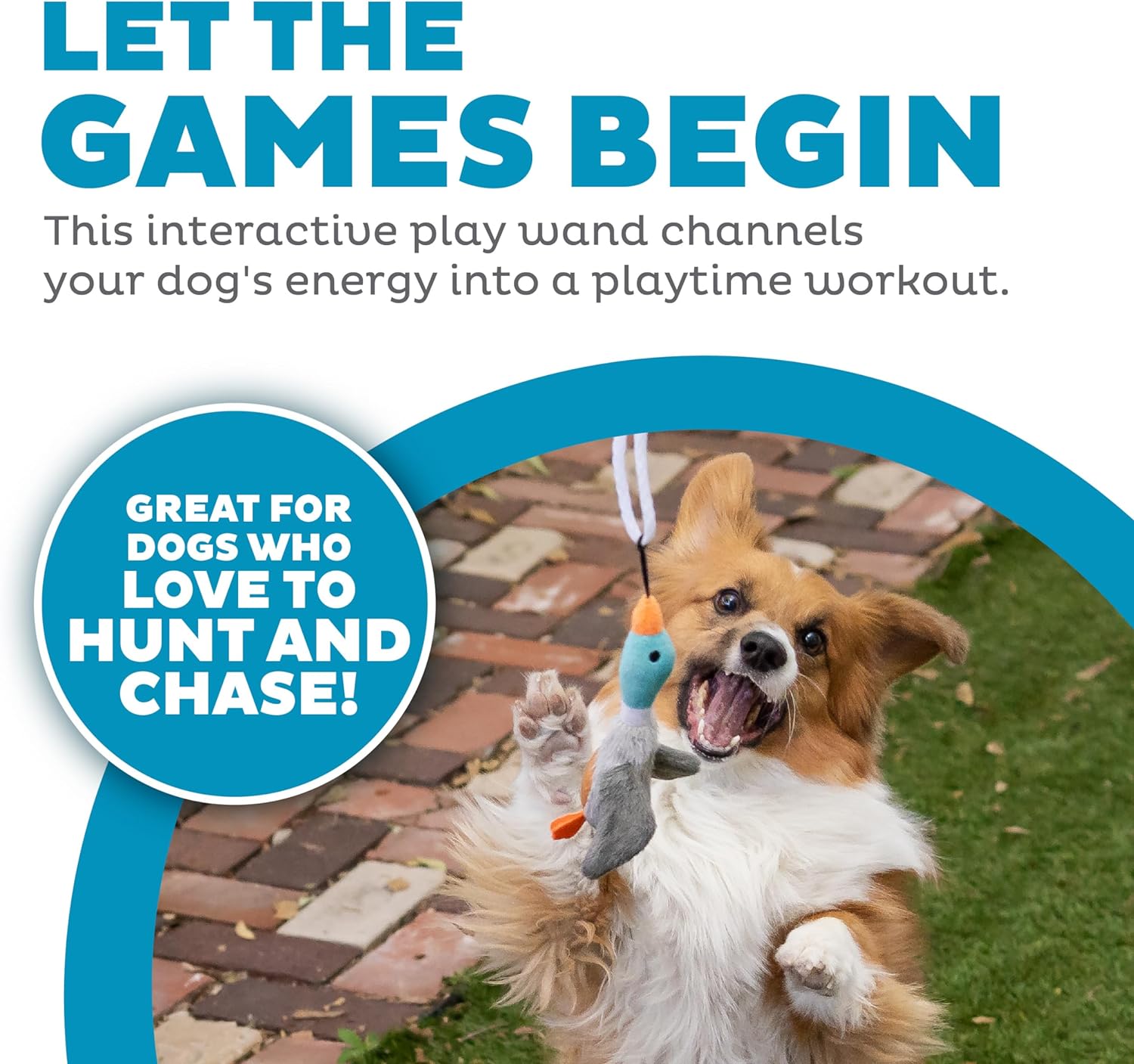 Hund spielt mit interaktivem Spielstab, Plüschspielzeug, Hundetraining, Outdoor-Aktivität.