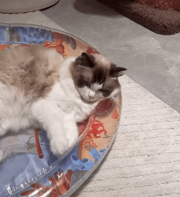 Schlafende Katze auf buntem Katzenbett, flauschig, entspannt, Haustier, Innenraum.